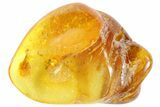 Fossil Ant (Formicidae) In Baltic Amber #87240-1